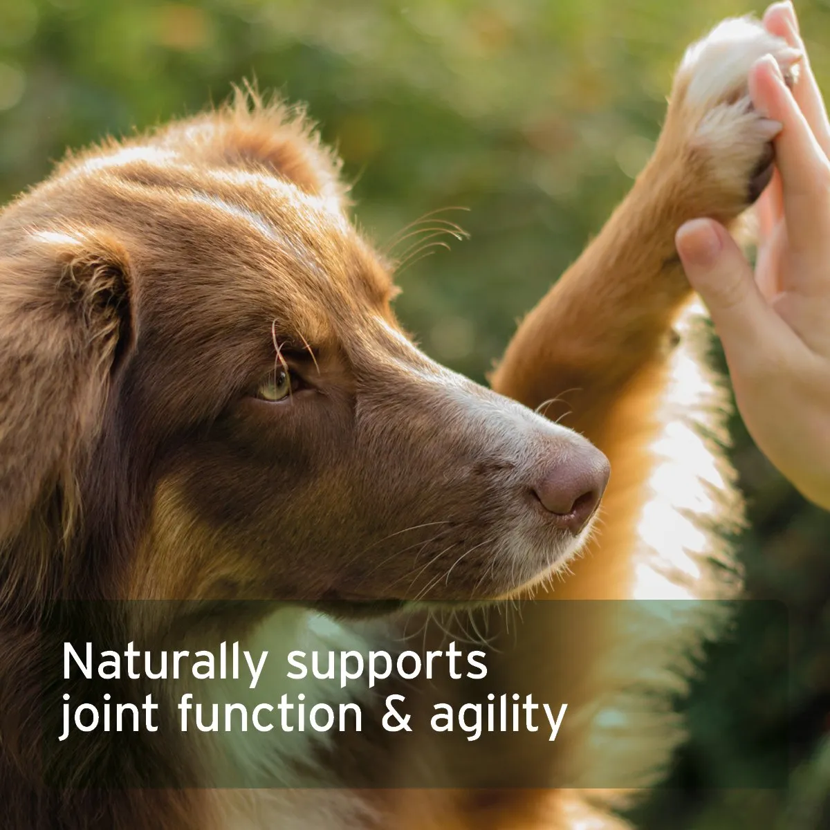 CollaMove Dog 250g - Supports Joints, Tendons, Ligaments & Cartilage