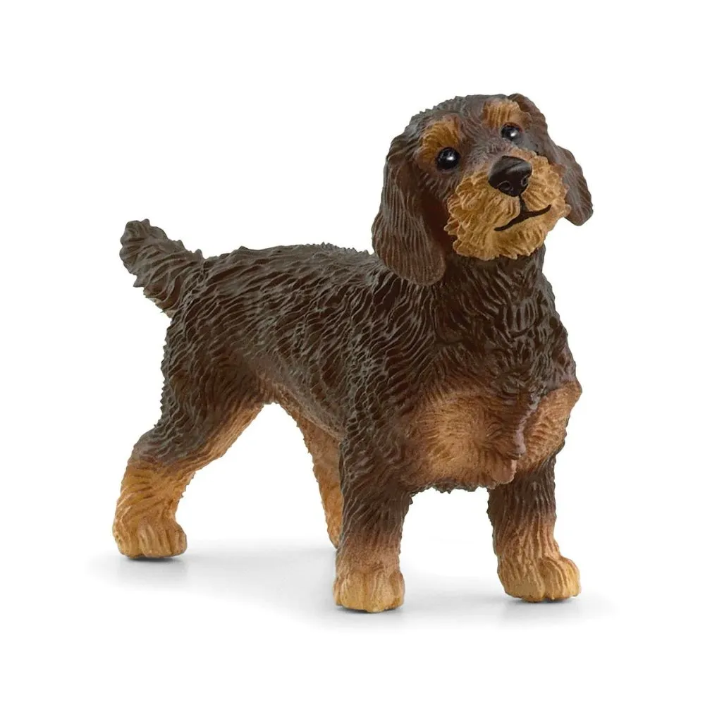 Scheich Wire-Haired Dachshund