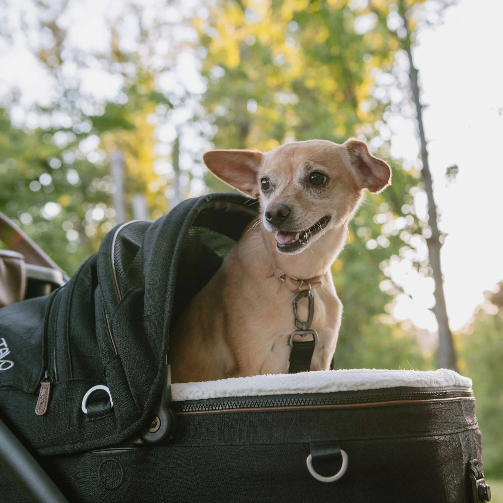 Tavo Maeve Pet Car Seat