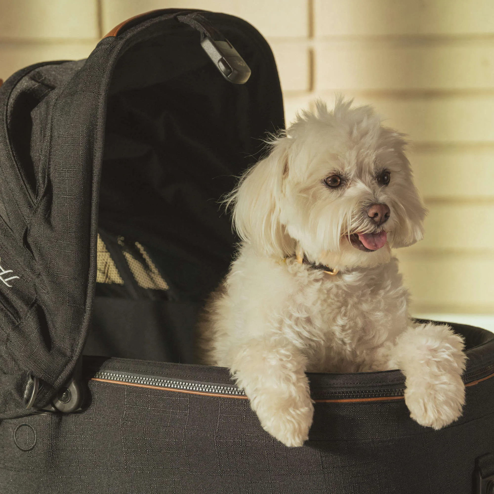 Tavo Maeve Pet Car Seat